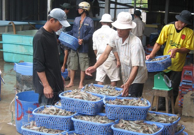 Nguy cơ thiếu hụt nguồn tôm nguyên liệu - Ảnh 2.