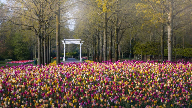 Vườn hoa đẹp nhất thế giới đóng cửa sau 71 năm, nhiếp ảnh gia tò mò muốn vào bên trong thì choáng ngợp với cảnh tượng trước mắt - Ảnh 14.