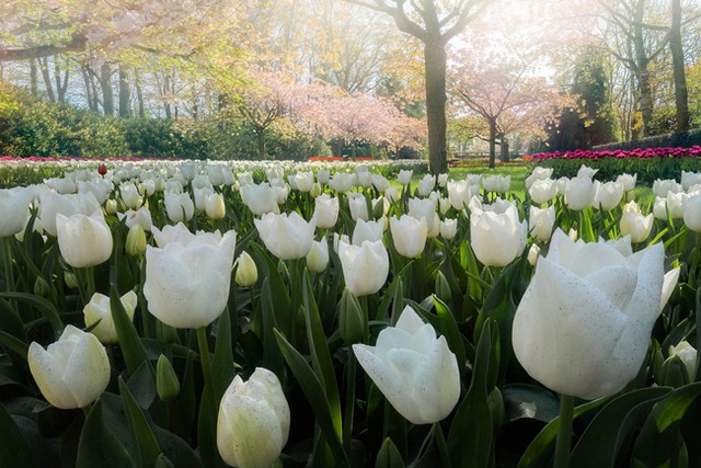 Vườn hoa đẹp nhất thế giới đóng cửa sau 71 năm, nhiếp ảnh gia tò mò muốn vào bên trong thì choáng ngợp với cảnh tượng trước mắt - Ảnh 15.