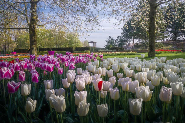 Vườn hoa đẹp nhất thế giới đóng cửa sau 71 năm, nhiếp ảnh gia tò mò muốn vào bên trong thì choáng ngợp với cảnh tượng trước mắt - Ảnh 19.