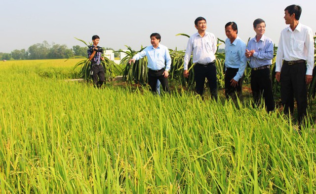 Lo nguồn cung gạo dịp COVID-19, cấp bách bảo vệ 1,1 triệu ha lúa Đông Xuân - Ảnh 1.