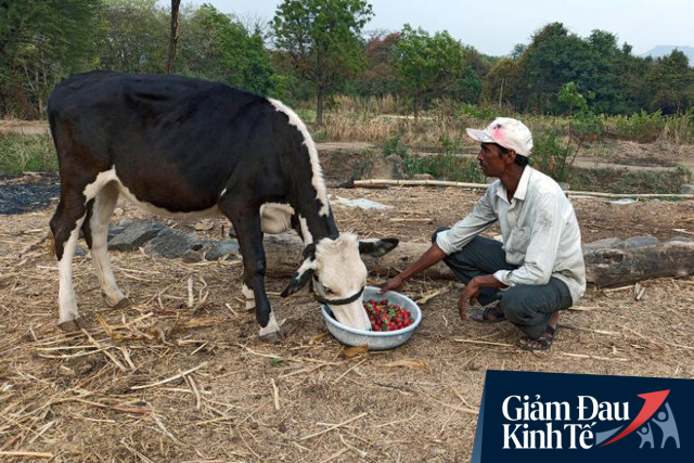 Nông dân ngậm ngùi nhổ bỏ rau do đứt chuỗi liên kết; dâu tây, xà lách phải đổ cho bò ăn vì Covid-19 - Ảnh 2.