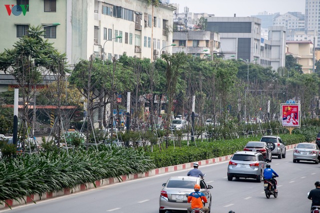 Hàng cây phong lá đỏ trơ trụi, thiếu sức sống giữa nắng hè Hà Nội - Ảnh 3.