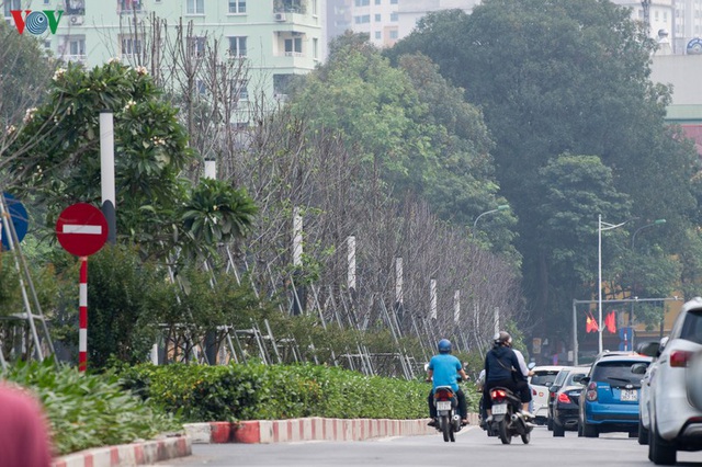 Hàng cây phong lá đỏ trơ trụi, thiếu sức sống giữa nắng hè Hà Nội - Ảnh 5.