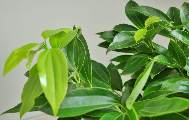4 giống cây sức khỏe trồng trong nhà, văn phòng: Đẹp nhà, dưỡng sinh, bình an, hạnh phúc - Ảnh 7.