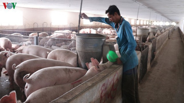 Bộ Nông nghiệp: Tiếp tục nhập khẩu lợn giống để phục vụ tái đàn - Ảnh 1.