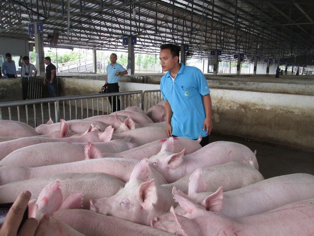 Thực hư thông tin Công ty C.P ngưng bán heo hơi - Ảnh 1.