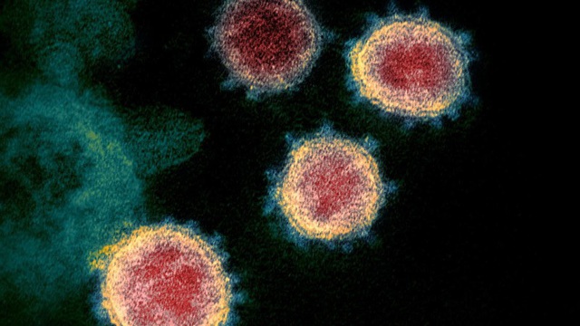WHO cảnh báo virus SARS CoV-2 có thể không bao giờ biến mất - Ảnh 1.