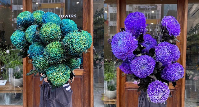 Hoa cúc xanh khổng lồ đắt gấp 20 lần so với hàng chợ có gì đặc biệt mà gây sốt? - Ảnh 2.