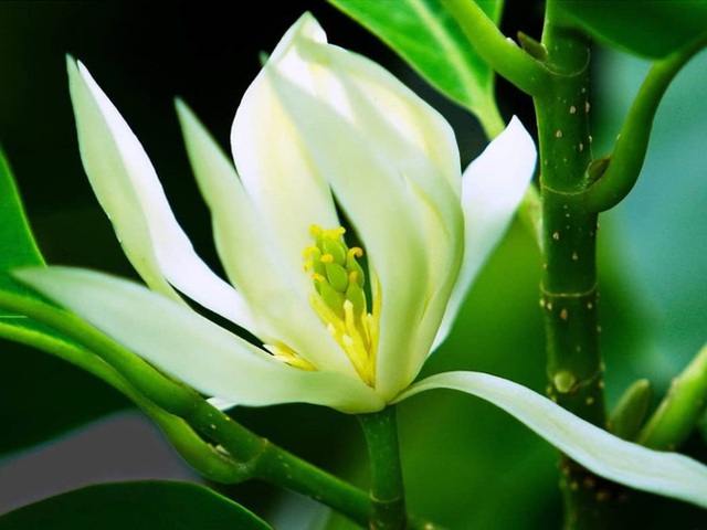 Trồng một cây hoa ngọc lan: Thơm - ngon - đẹp - Thật xứng danh là một kho báu trong vườn - Ảnh 1.