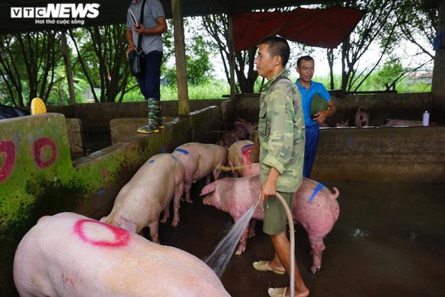 Giá lợn hơi tăng cao kỷ lục, người nuôi vẫn không muốn bán - Ảnh 1.