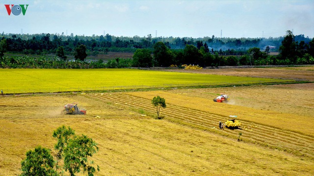Người Cà Mau thu nhập khá từ nghề tải lúa trong mùa khô hạn - Ảnh 1.