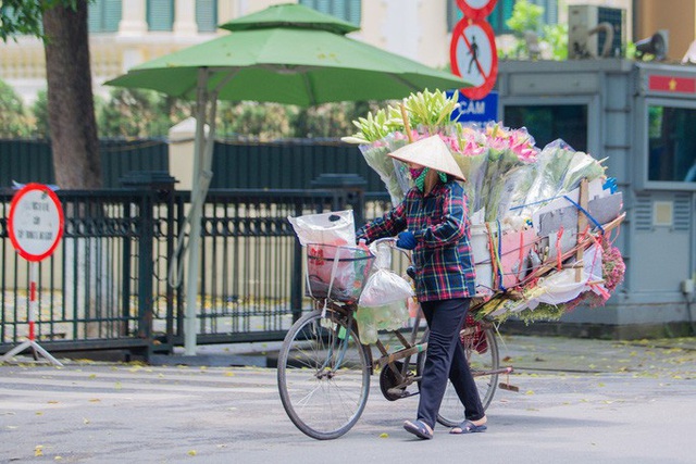 Hoa sen đầu mùa rục rịch lên phố - Ảnh 2.