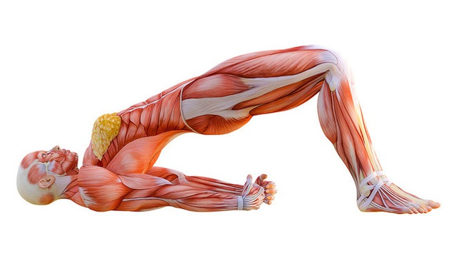 Yoga trị liệu: Chuyên gia Yoga Ấn Độ chỉ cách kiểm soát đau lưng và bài tập để hồi phục - Ảnh 7.