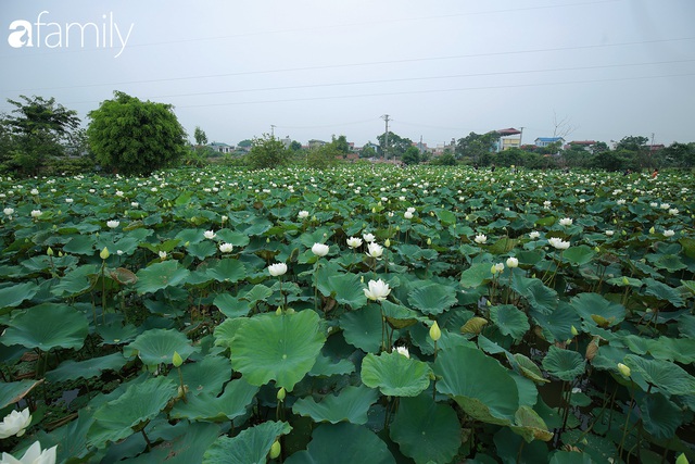 Chuyện ít ai biết về hồ sen trắng mang chuẩn nét đẹp xứ Huế nằm tại Thủ đô Hà Nội khiến bao chị em mê đắm - Ảnh 1.