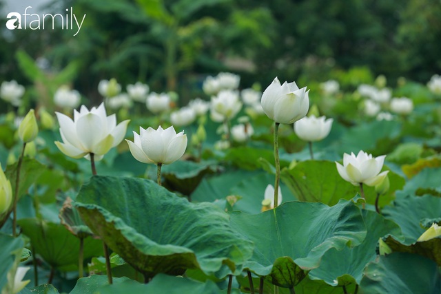 Chuyện ít ai biết về hồ sen trắng mang chuẩn nét đẹp xứ Huế nằm tại Thủ đô Hà Nội khiến bao chị em mê đắm - Ảnh 11.