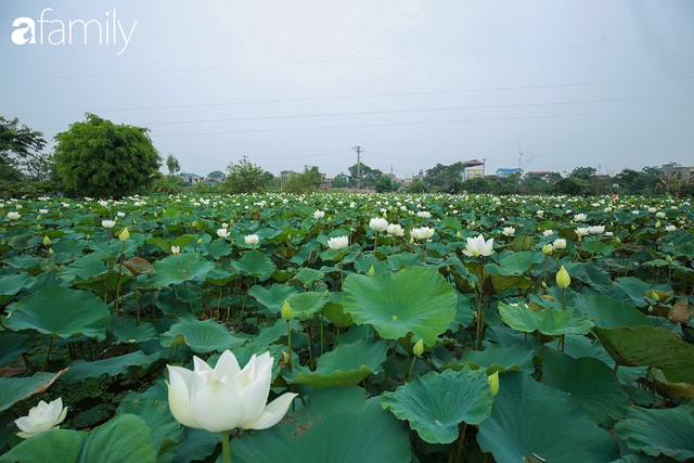Chuyện ít ai biết về hồ sen trắng mang chuẩn nét đẹp xứ Huế nằm tại Thủ đô Hà Nội khiến bao chị em mê đắm - Ảnh 12.