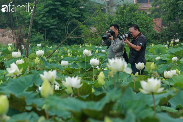 Chuyện ít ai biết về hồ sen trắng mang chuẩn nét đẹp xứ Huế nằm tại Thủ đô Hà Nội khiến bao chị em mê đắm - Ảnh 14.