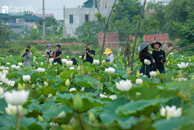 Chuyện ít ai biết về hồ sen trắng mang chuẩn nét đẹp xứ Huế nằm tại Thủ đô Hà Nội khiến bao chị em mê đắm - Ảnh 16.