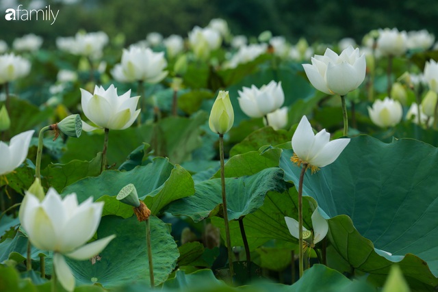 Chuyện ít ai biết về hồ sen trắng mang chuẩn nét đẹp xứ Huế nằm tại Thủ đô Hà Nội khiến bao chị em mê đắm - Ảnh 18.