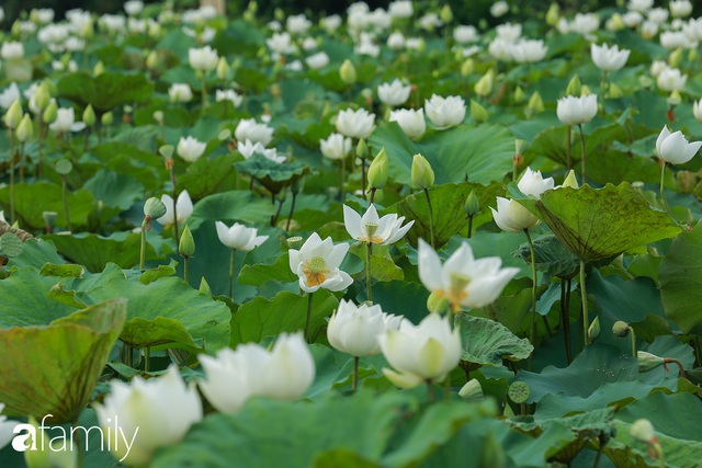 Chuyện ít ai biết về hồ sen trắng mang chuẩn nét đẹp xứ Huế nằm tại Thủ đô Hà Nội khiến bao chị em mê đắm - Ảnh 22.