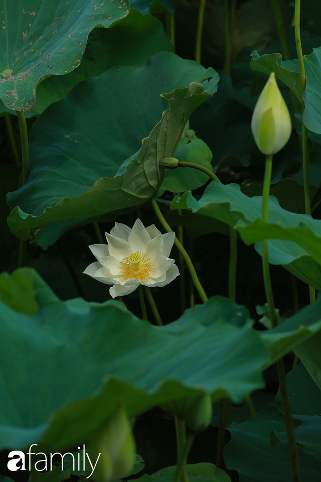 Chuyện ít ai biết về hồ sen trắng mang chuẩn nét đẹp xứ Huế nằm tại Thủ đô Hà Nội khiến bao chị em mê đắm - Ảnh 4.