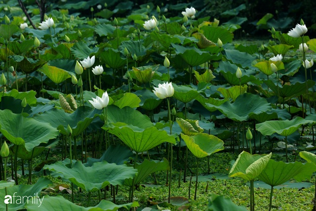 Chuyện ít ai biết về hồ sen trắng mang chuẩn nét đẹp xứ Huế nằm tại Thủ đô Hà Nội khiến bao chị em mê đắm - Ảnh 6.