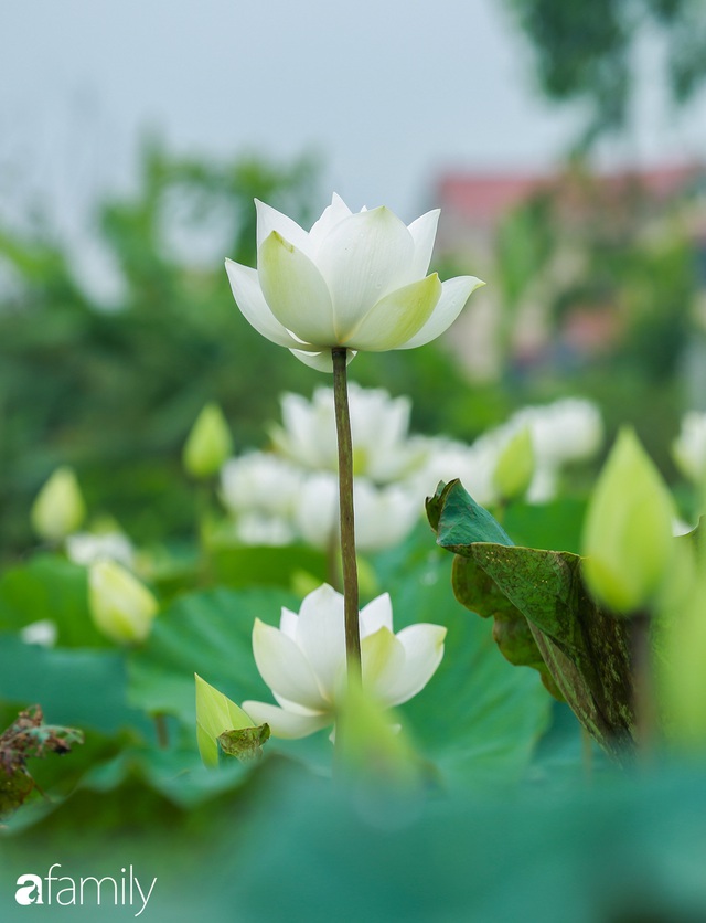 Chuyện ít ai biết về hồ sen trắng mang chuẩn nét đẹp xứ Huế nằm tại Thủ đô Hà Nội khiến bao chị em mê đắm - Ảnh 8.