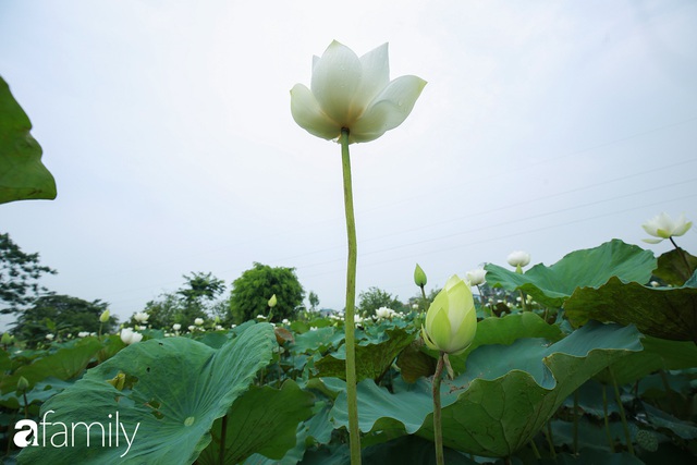 Chuyện ít ai biết về hồ sen trắng mang chuẩn nét đẹp xứ Huế nằm tại Thủ đô Hà Nội khiến bao chị em mê đắm - Ảnh 10.