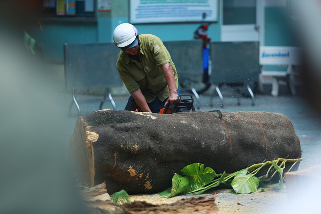  Cận cảnh gốc phượng vĩ mục ruỗng đổ gãy đè 13 học sinh thương vong ở Sài Gòn - Ảnh 4.