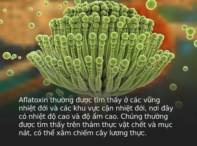 Lọai chất độc mà WHO khuyến cáo gây ung thư cực mạnh hóa ra có trong bếp mọi gia đình, đặc biệt dễ xuất hiện nhiều ở 3 loại thực phẩm này - Ảnh 1.