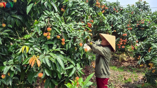 Vải chín sớm Lục Ngạn mới tiêu thụ được gần 1/4 sản lượng - Ảnh 1.