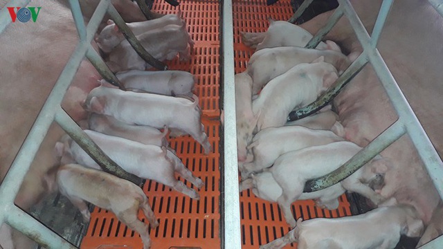 Thịt lợn hơi tăng trở lại, vượt qua ngưỡng 100.000 đồng/kg - Ảnh 1.