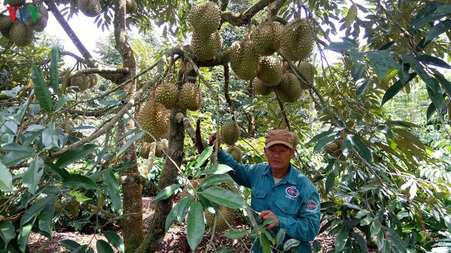 Đắk Lắk: Đa canh cây trồng trong vườn cà phê thích ứng với biến đổi khí hậu - Ảnh 1.