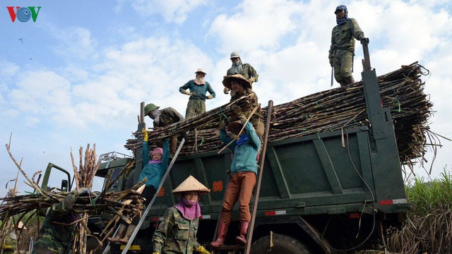 Người trồng mía Sơn La được đảm bảo thu nhập - Ảnh 1.