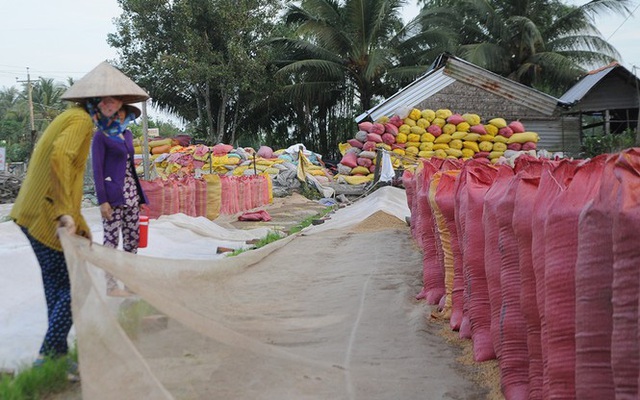 Giá lúa tại ĐBSCL tăng sau khi xuất khẩu gạo bình thường trở lại - Ảnh 2.