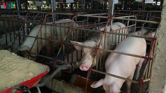 Giá lợn tăng, lợn giống khan hiếm nông dân khó tái đàn - Ảnh 1.