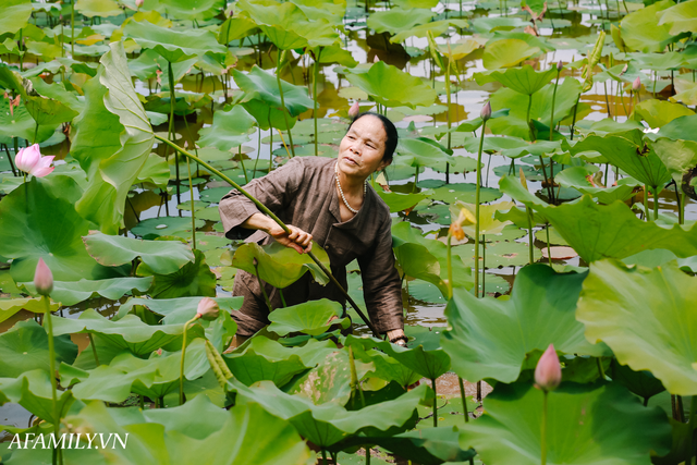 Người phụ nữ chân quê ngoại thành Hà Nội với biệt tài bắt sen nhả tơ, làm nên chiếc khăn giá chẳng kém gì hàng hiệu nổi tiếng - Ảnh 1.