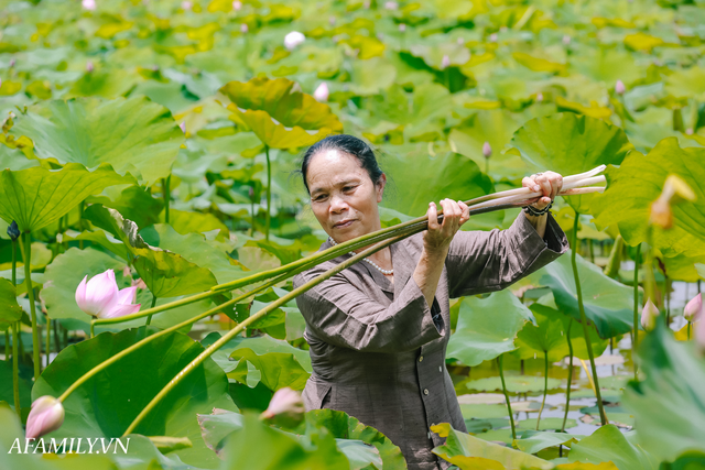 Người phụ nữ chân quê ngoại thành Hà Nội với biệt tài bắt sen nhả tơ, làm nên chiếc khăn giá chẳng kém gì hàng hiệu nổi tiếng - Ảnh 2.