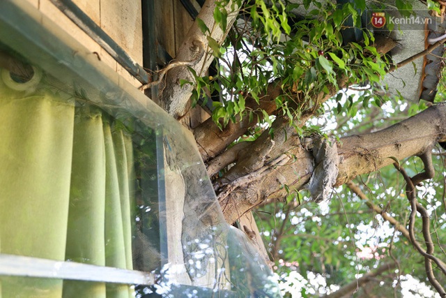 Ngay Hà Nội có một căn nhà cheo leo trên đỉnh ngọn cây của người họa sĩ 61 tuổi: Gần 20 năm trồng và đợi cây lớn - Ảnh 12.