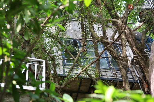 Ngay Hà Nội có một căn nhà cheo leo trên đỉnh ngọn cây của người họa sĩ 61 tuổi: Gần 20 năm trồng và đợi cây lớn - Ảnh 15.