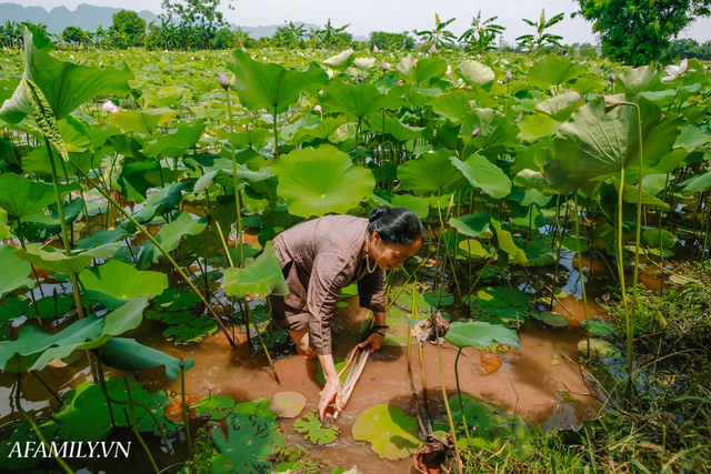 Người phụ nữ chân quê ngoại thành Hà Nội với biệt tài bắt sen nhả tơ, làm nên chiếc khăn giá chẳng kém gì hàng hiệu nổi tiếng - Ảnh 3.