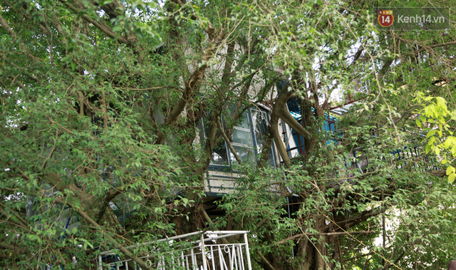 Ngay Hà Nội có một căn nhà cheo leo trên đỉnh ngọn cây của người họa sĩ 61 tuổi: Gần 20 năm trồng và đợi cây lớn - Ảnh 4.