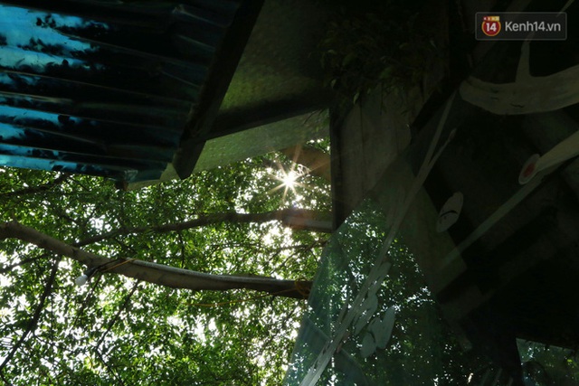 Ngay Hà Nội có một căn nhà cheo leo trên đỉnh ngọn cây của người họa sĩ 61 tuổi: Gần 20 năm trồng và đợi cây lớn - Ảnh 10.
