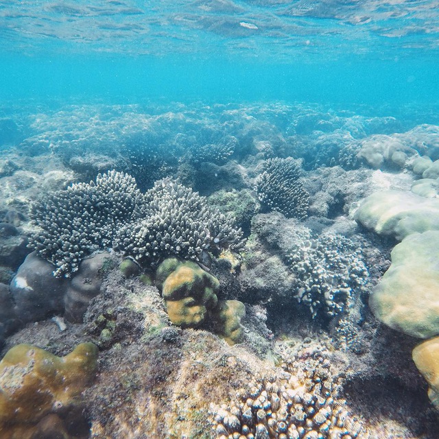 6 vùng biển lặn ngắm san hô đẹp nhất Việt Nam: Rực rỡ đến mê đắm lòng người - Ảnh 3.
