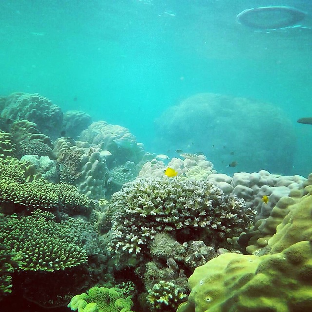 6 vùng biển lặn ngắm san hô đẹp nhất Việt Nam: Rực rỡ đến mê đắm lòng người - Ảnh 2.