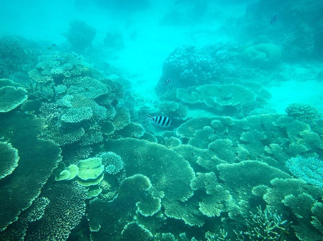 6 vùng biển lặn ngắm san hô đẹp nhất Việt Nam: Rực rỡ đến mê đắm lòng người - Ảnh 5.