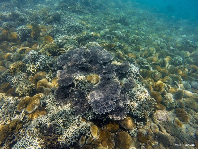 6 vùng biển lặn ngắm san hô đẹp nhất Việt Nam: Rực rỡ đến mê đắm lòng người - Ảnh 8.