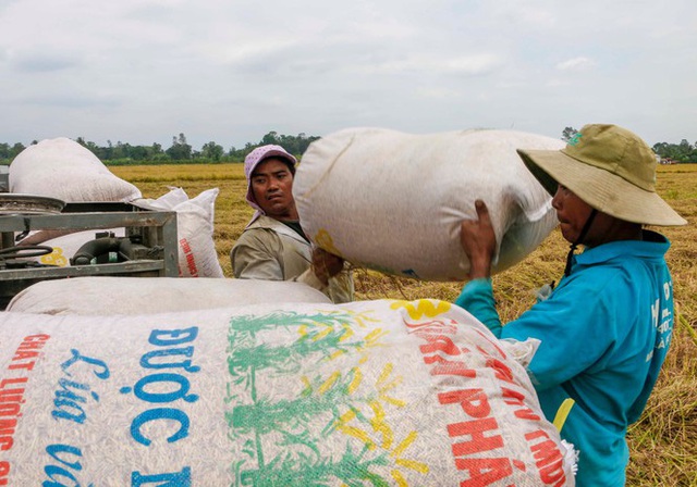 Việt Nam trúng thầu bán 60.000 tấn gạo cho Philippines - Ảnh 1.