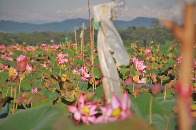 Biến đồng hoang thành đầm sen, nông dân thu hàng chục triệu mỗi vụ - Ảnh 11.